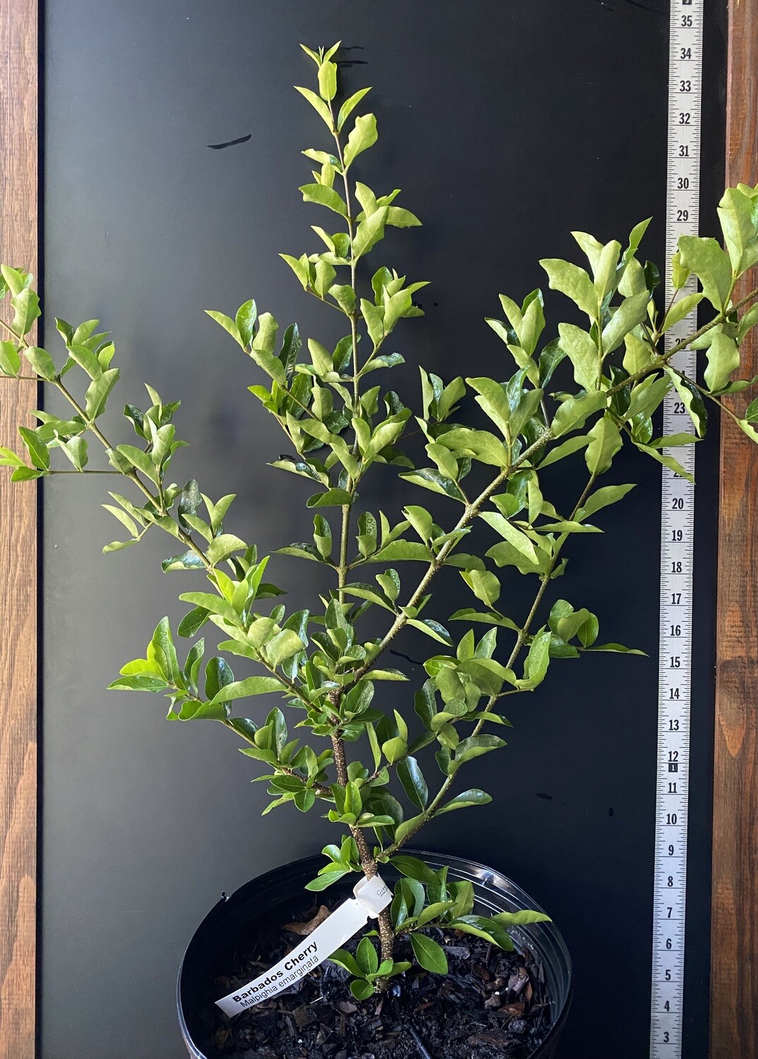 Barbados Cherry (Malpighia emarginata) 3G