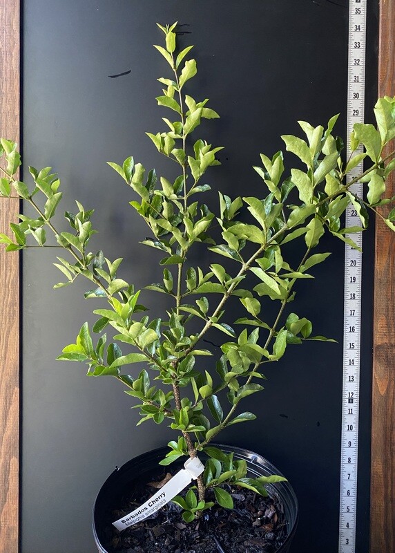 Barbados Cherry (Malpighia emarginata) 3G