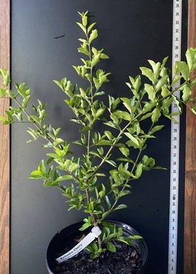 Barbados Cherry (Malpighia emarginata) 3G