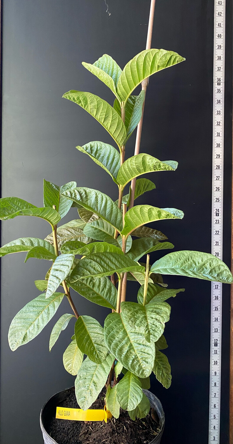 Guava - White Kilo (Psidium guajava) 3G