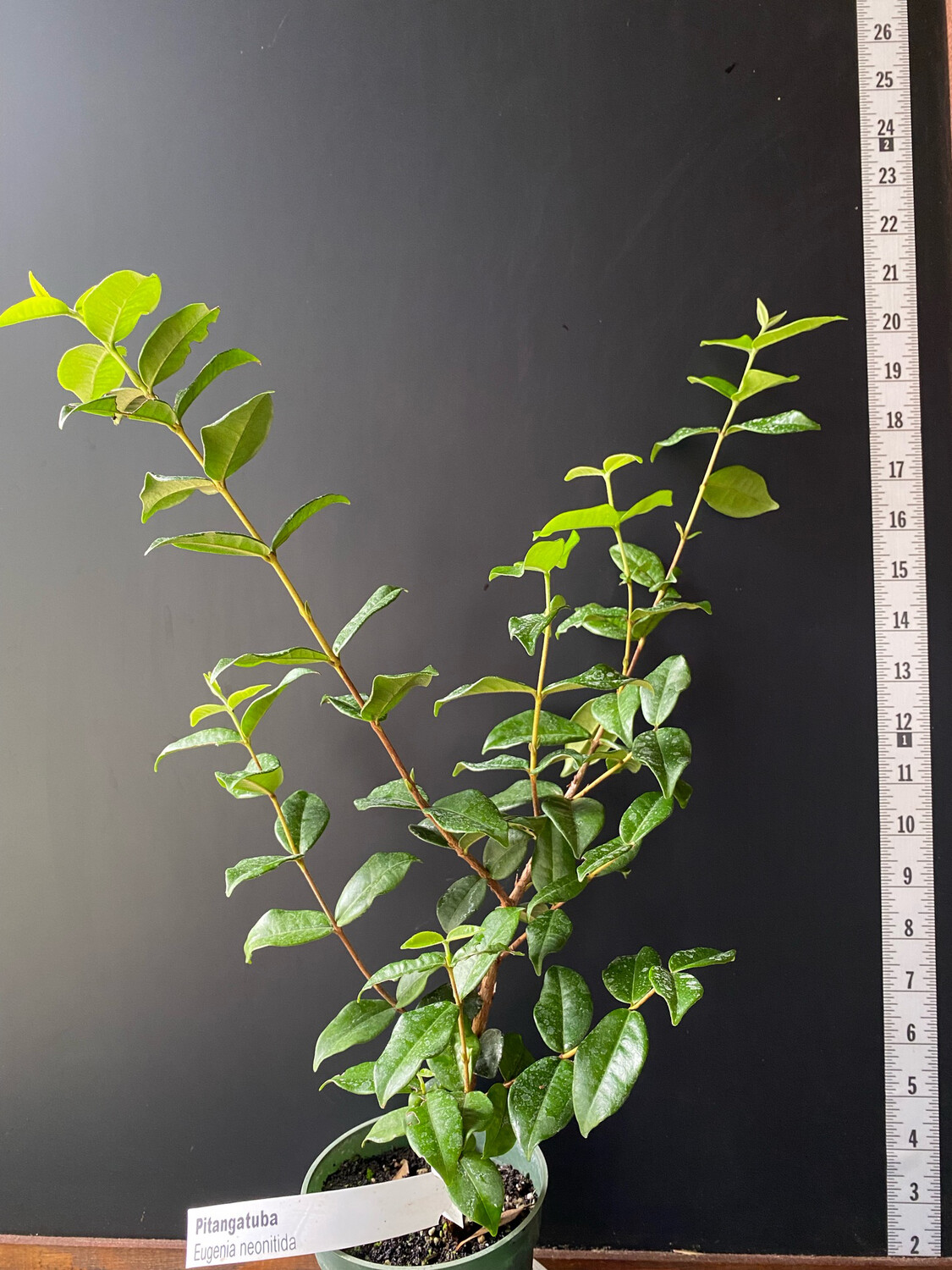 Pitangatuba - Star Cherry Tree (Eugenia neonitida) 4"