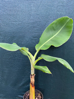 Banana - Orinoco (Musa acuminata) 2G