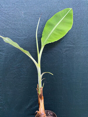 Banana - Apple/Manzano (Musa acuminata hybrid) 2G