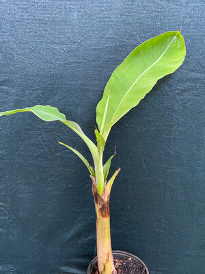Banana - Raja Puri (Musa sapientum) 2G
