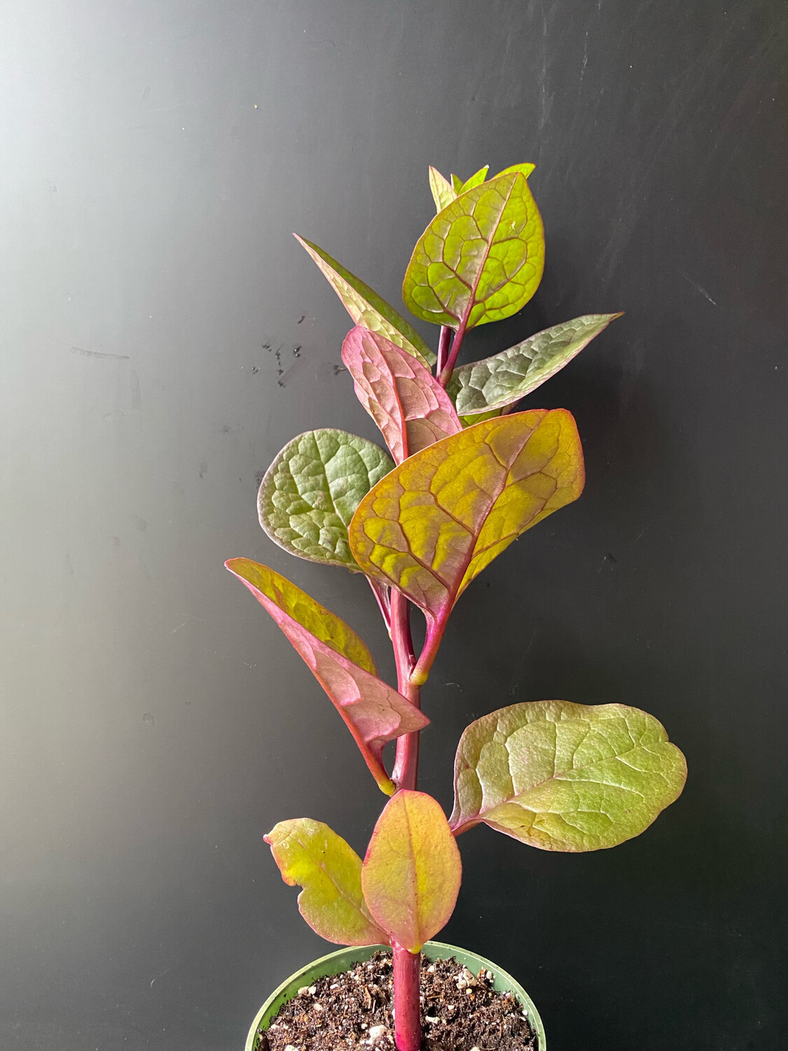 Spinach - Malabar, Red (Basella rubra) 4"