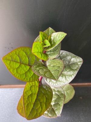 Spinach - Malabar, Red (Basella rubra)