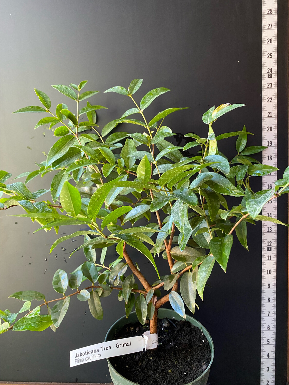 Jaboticaba Tree - Grimal (Plinia cauliflora) 1G