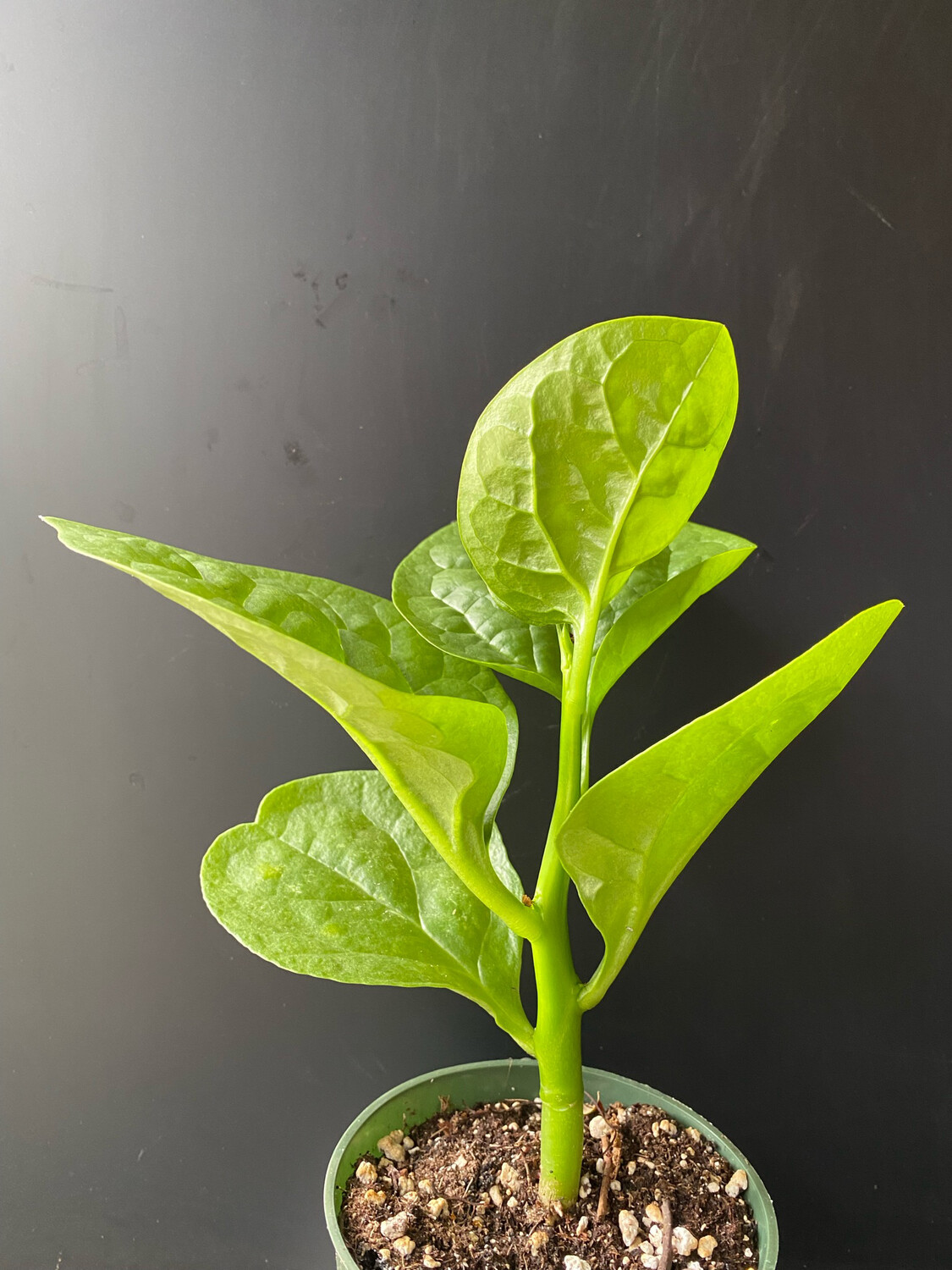 Spinach - Malabar, Green (Basella alba) 4&quot;