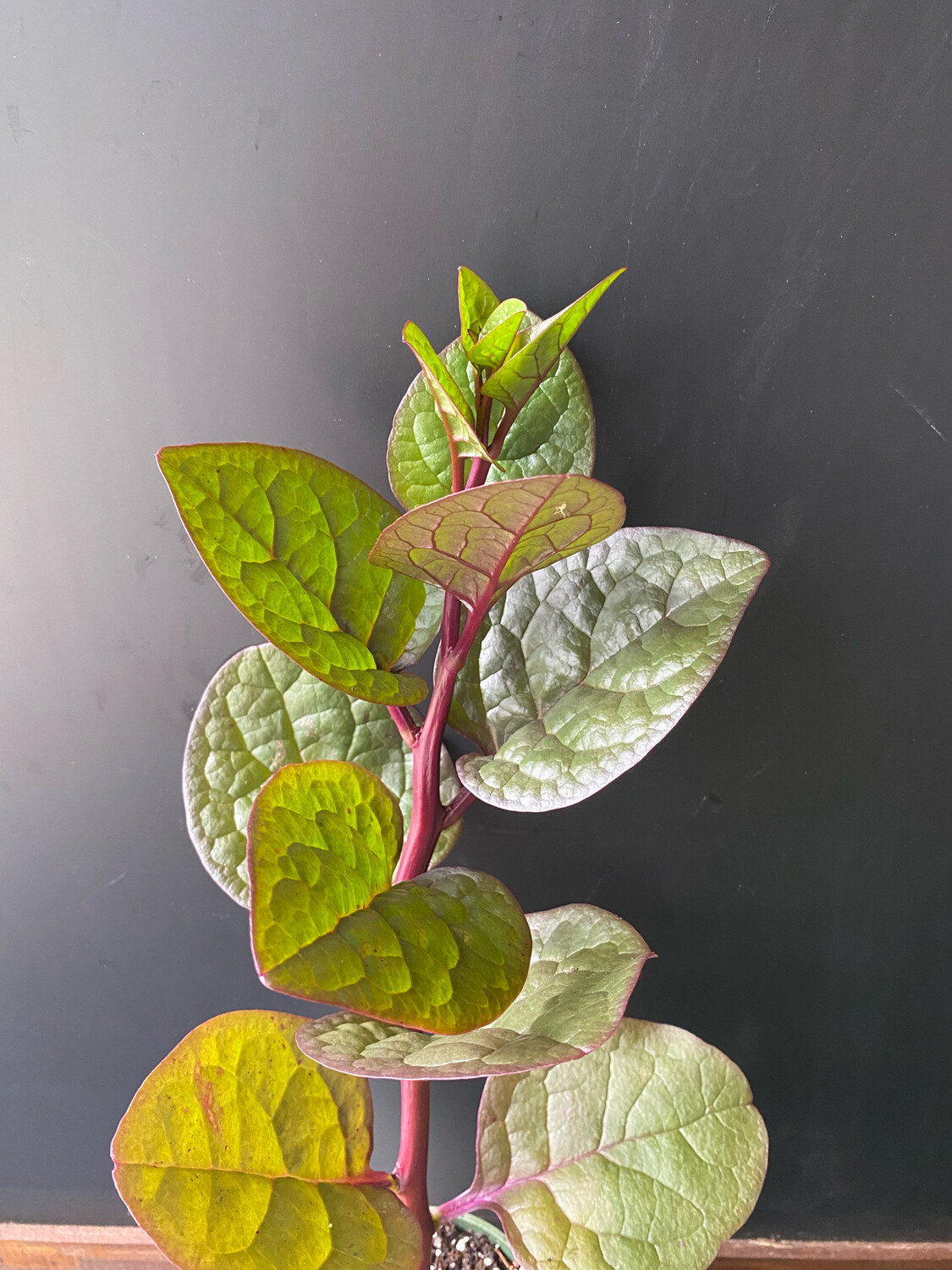 Spinach - Malabar, Red (Basella rubra) 4"