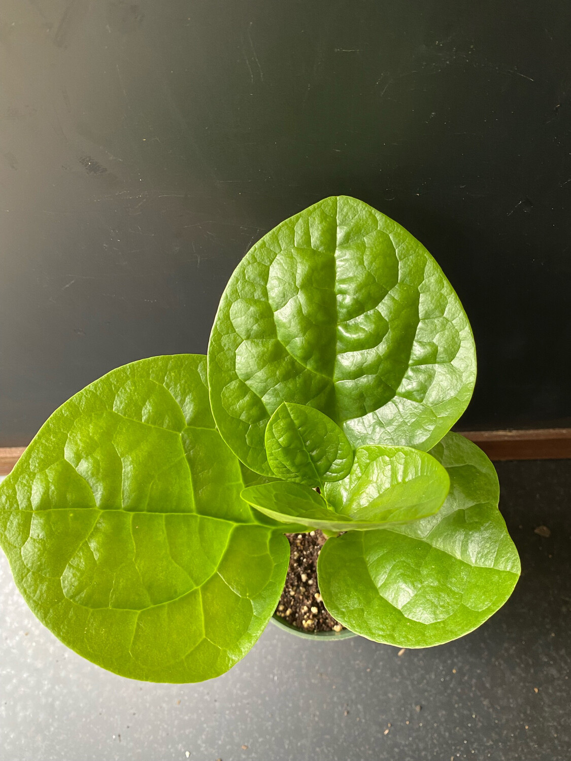 Spinach - Malabar, Green (Basella alba) 4&quot;