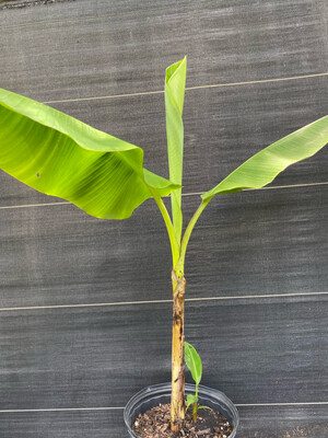 Banana - Kokopo (Musa acuminata) 3G