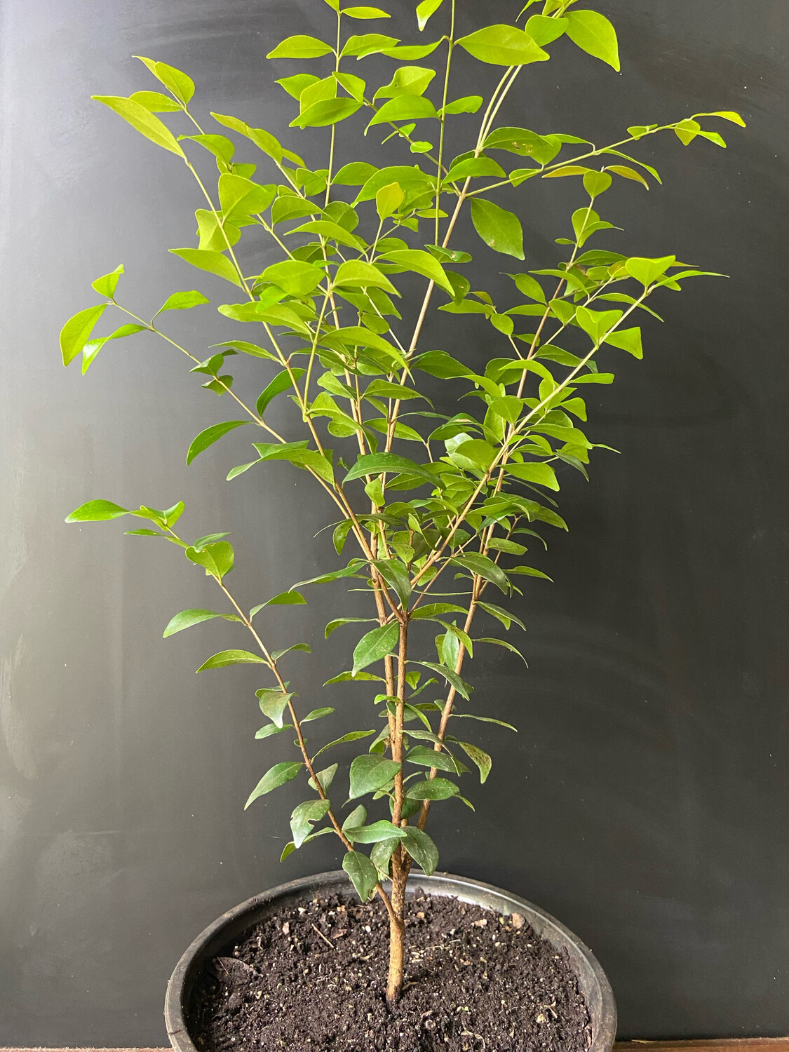 Cherry - Pitanga Jambo (Eugenia repanda) 2G