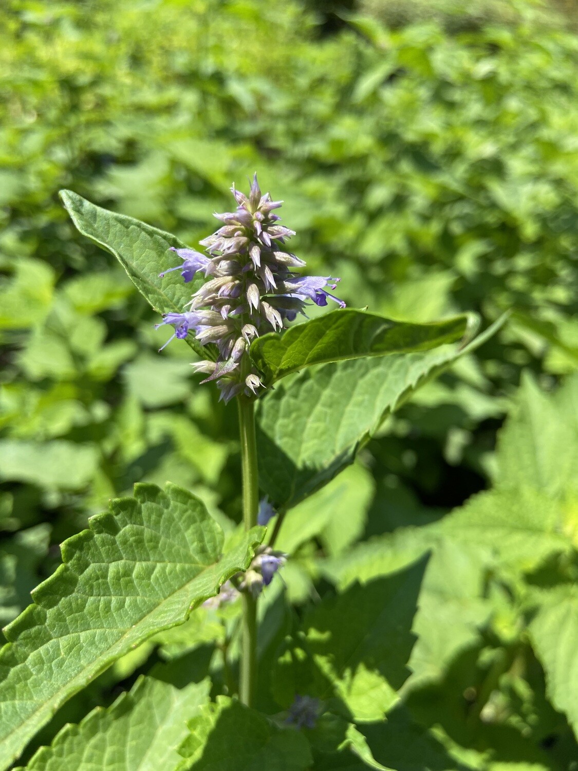 Mint - Korean (Agastache rugosa) 4&quot;