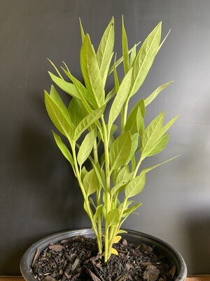 Milkweed - Orange (Asclepias sp.) 1G