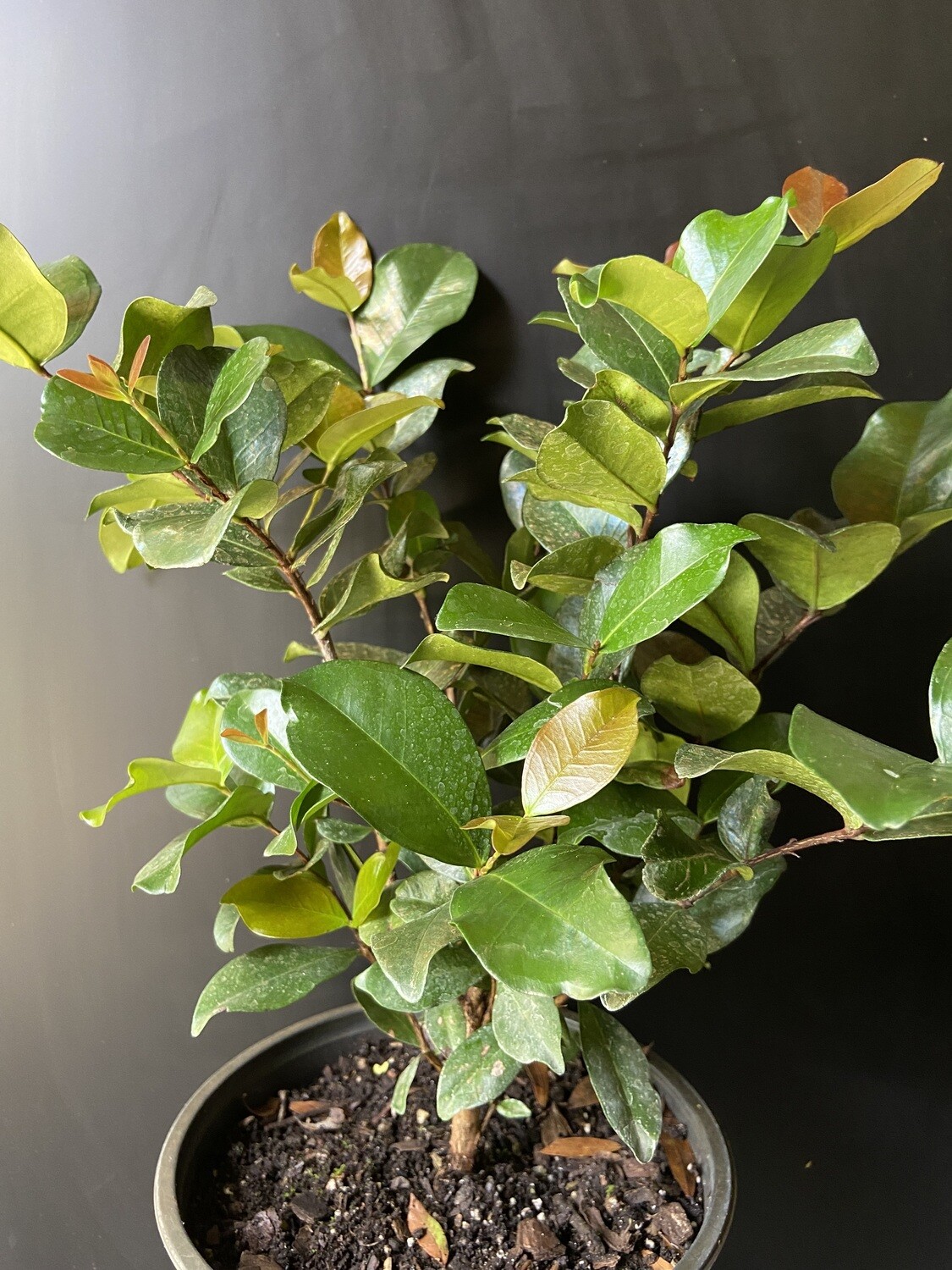 Cherry - Grumichama, Dwarf (Eugenia itaguahiensis) 2G