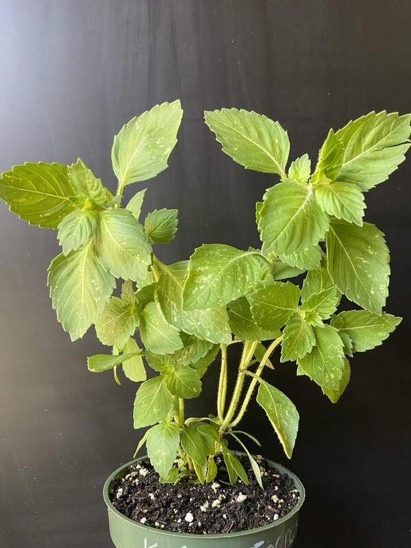 Tulsi - Kapoor (Ocimum africanum) Holy Basil 4”