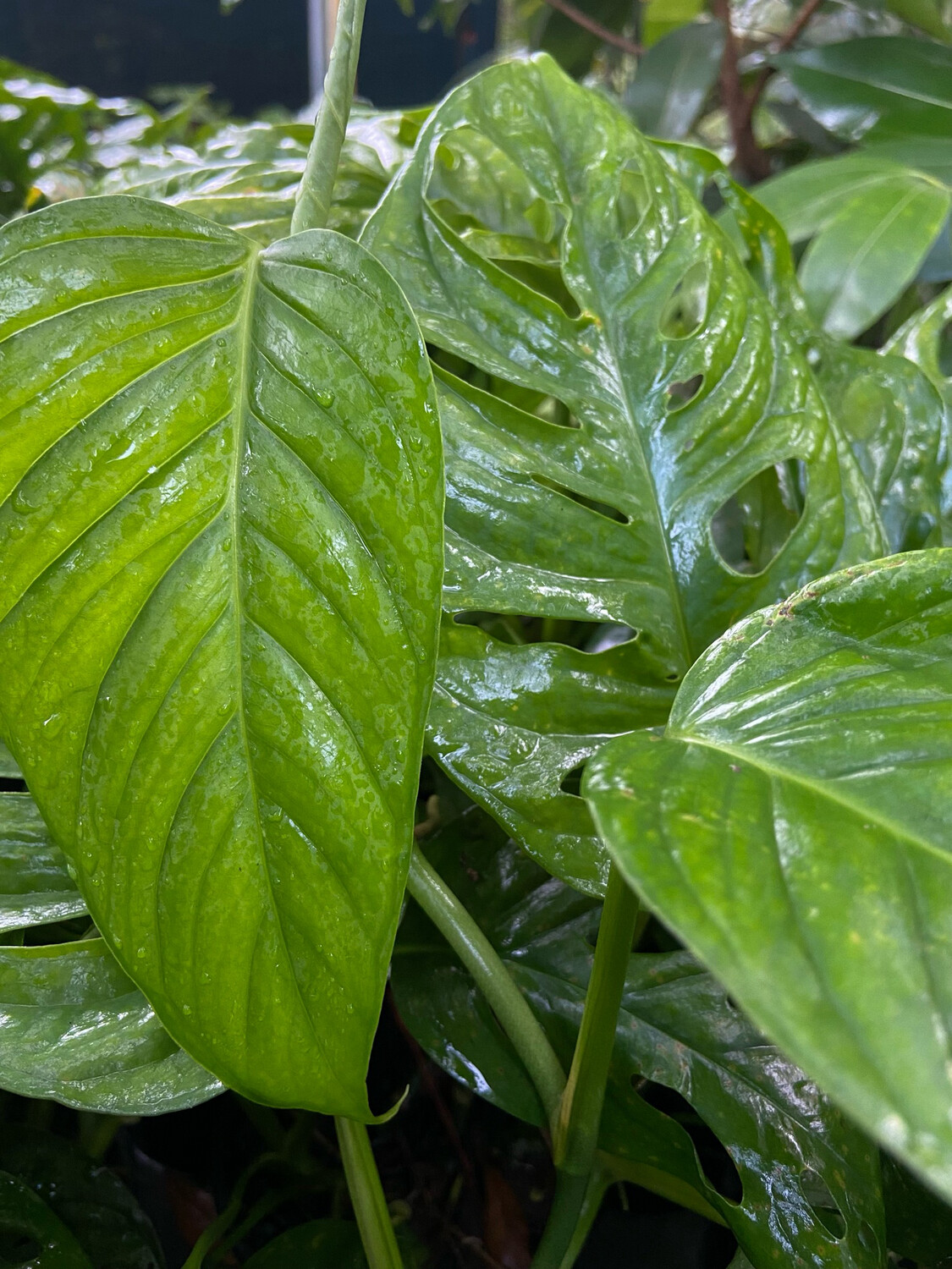 Monstera - Swiss Cheese (Monstera adansonii) 1G