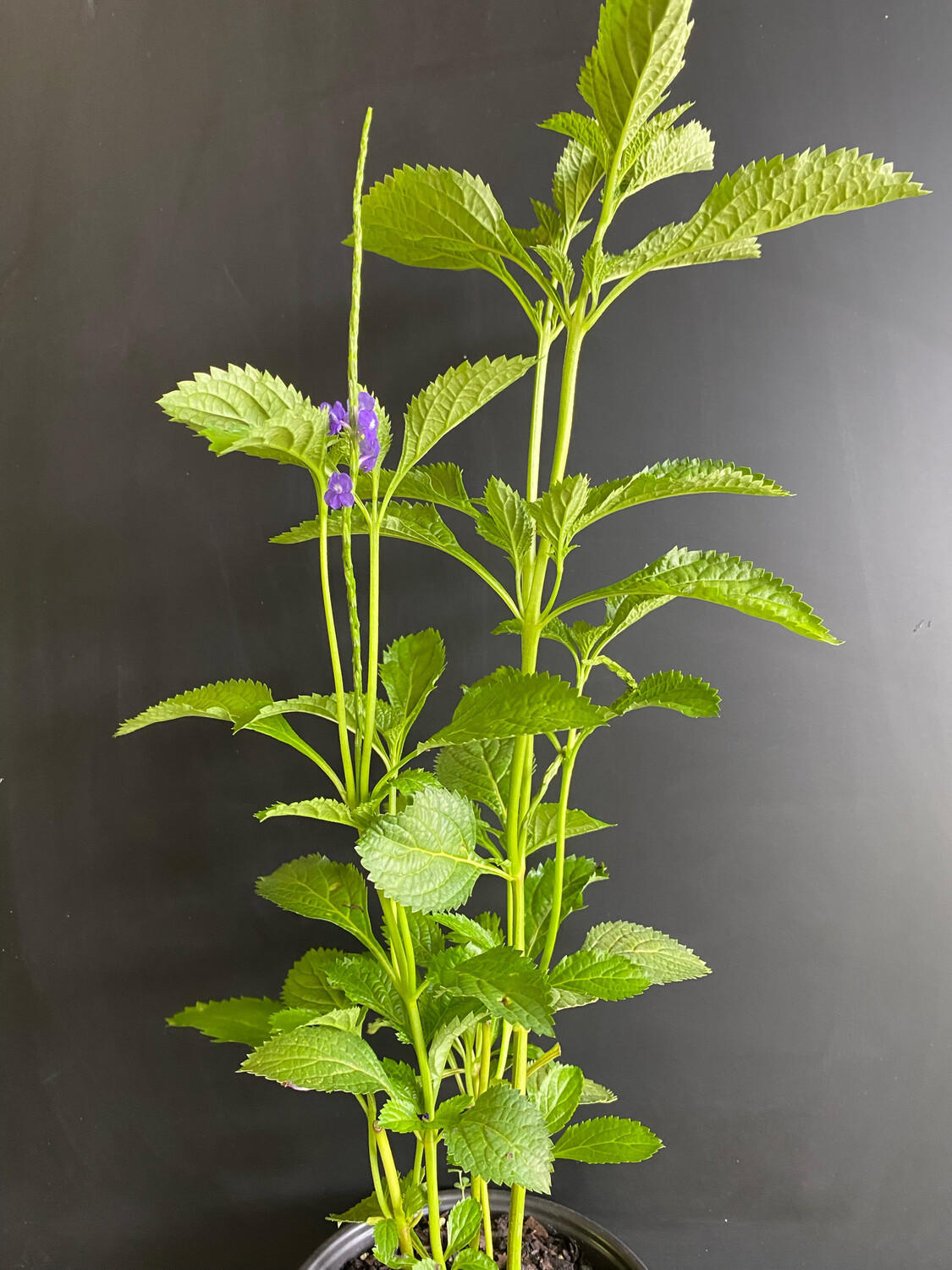 Blue Porterweed (Stachtyarpheta jamaicensis) 1G