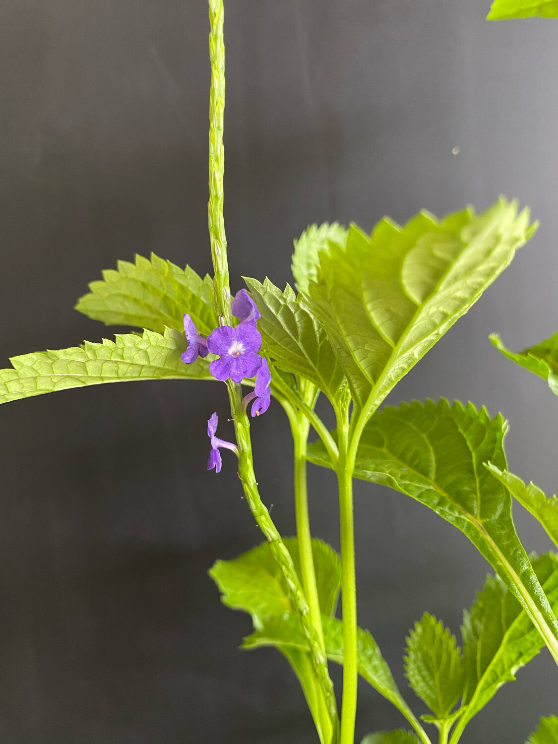 Blue Porterweed (Stachtyarpheta jamaicensis) 1G