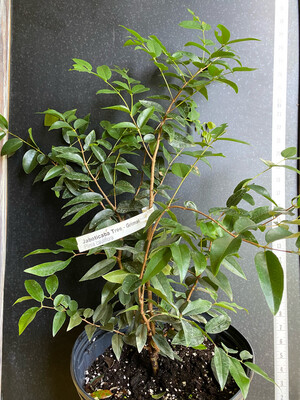 Jaboticaba Tree - Grimal (Plinia cauliflora) 3G