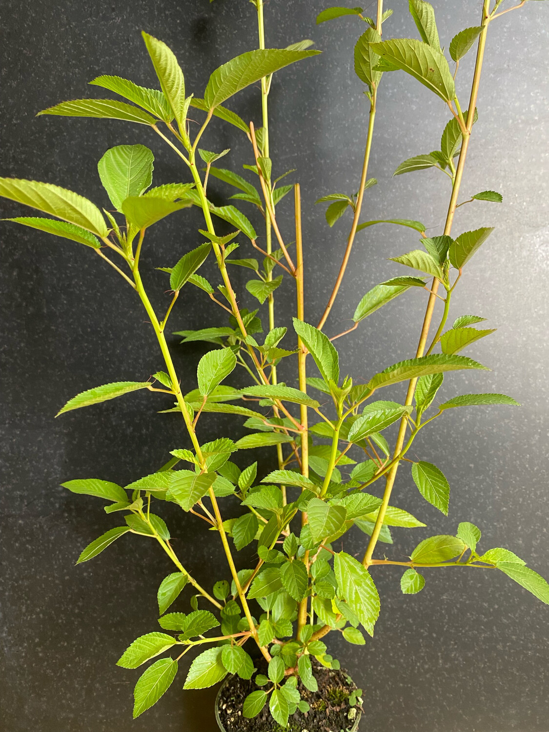 Spinach - Egyptian, Jute, Molokhia (Corchorus olitorius)