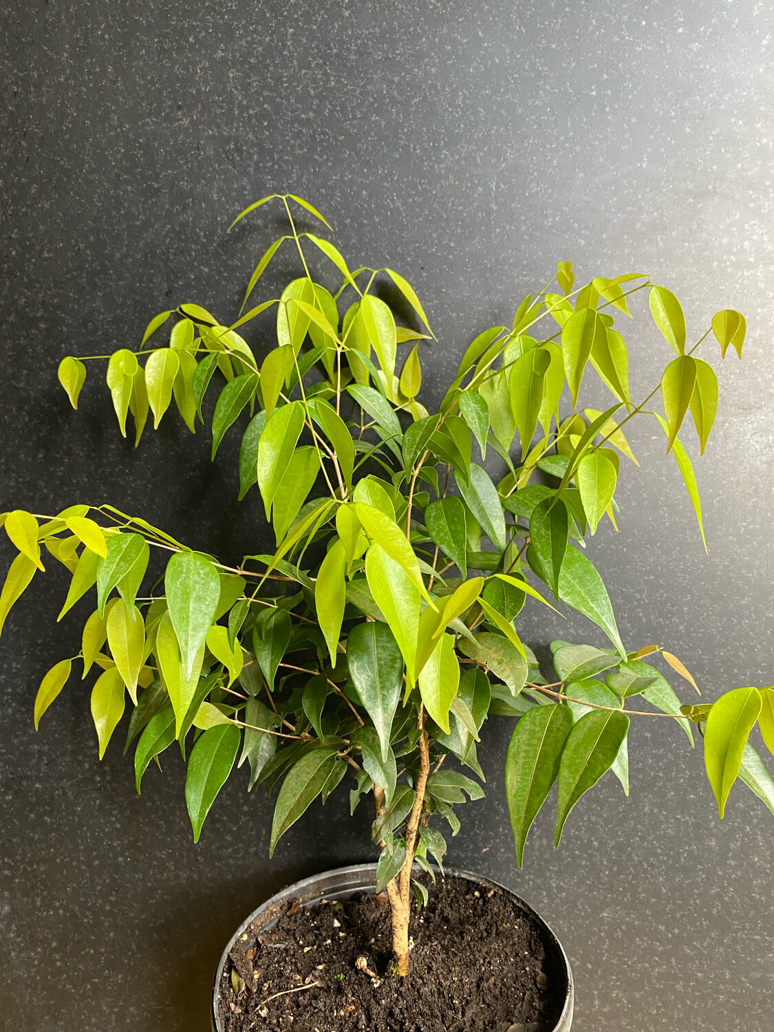 Guaburiti (Plinia rivularis) 1G