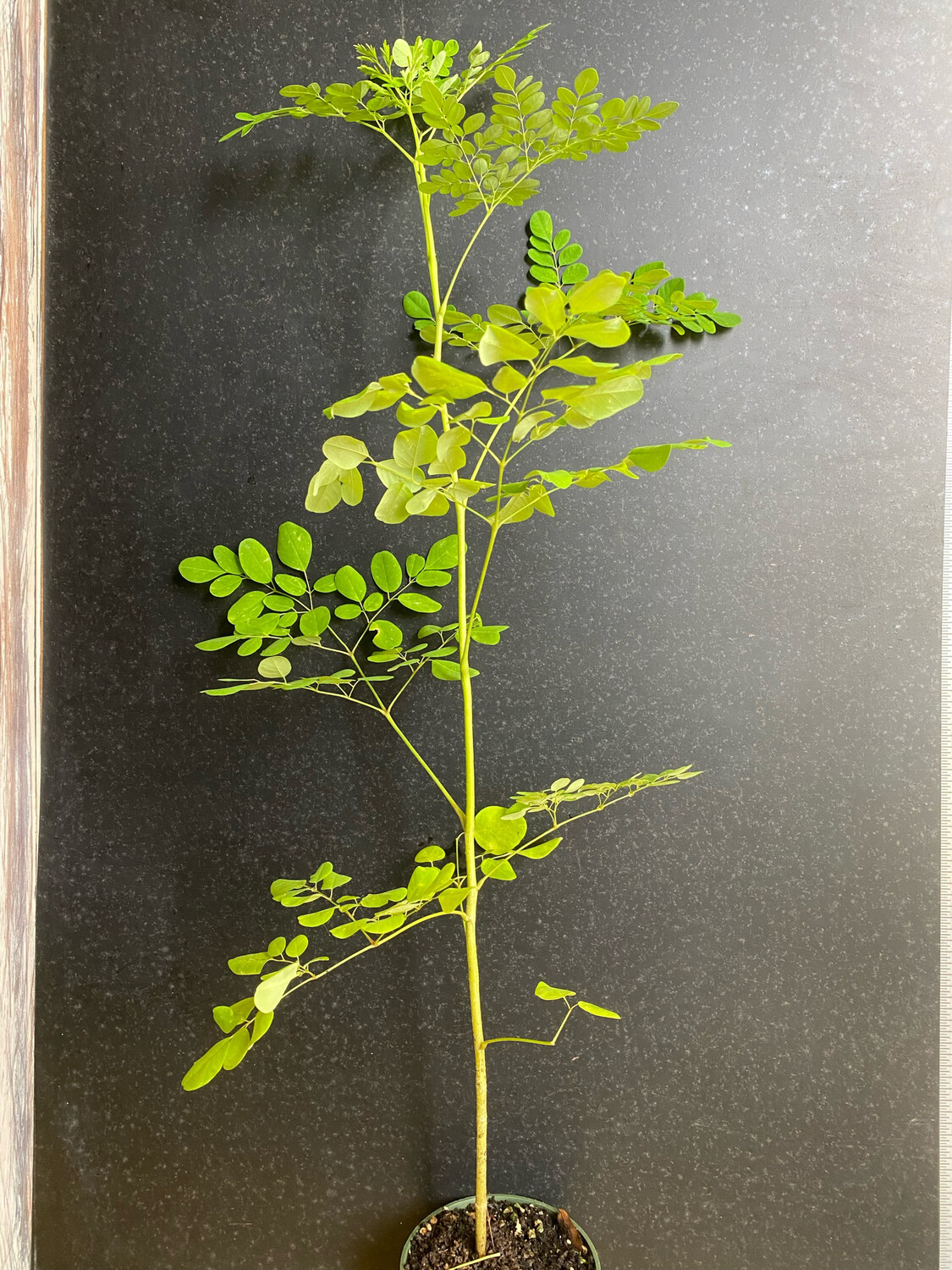 Moringa Tree (Moringa oleifera) 4&quot;