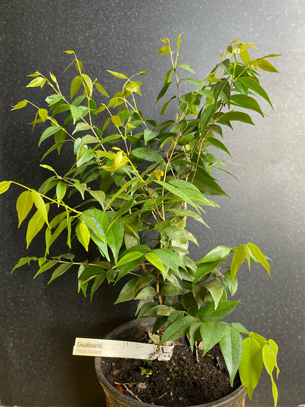 Guaburiti (Plinia rivularis) 2G