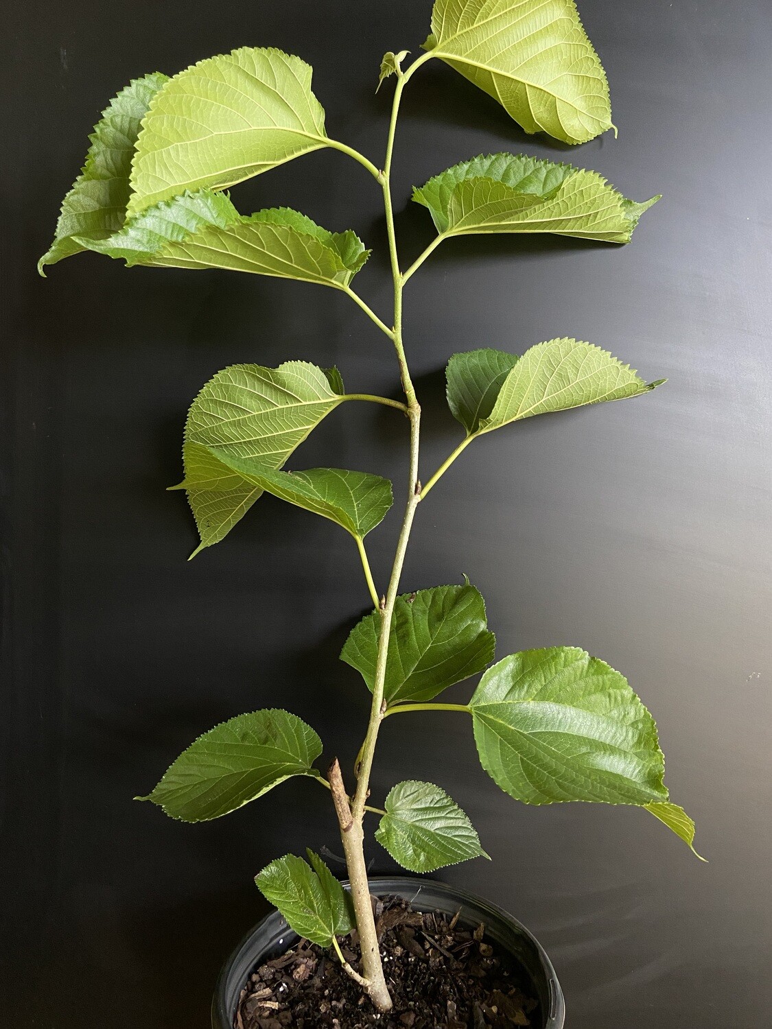 Mulberry - Pakistani (Morus macroura) 1G