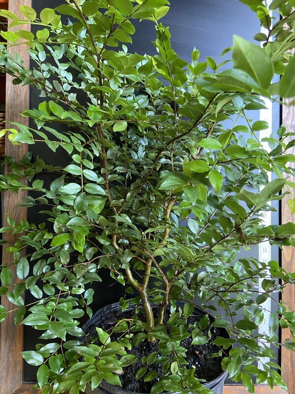 Jaboticaba Tree - San Pedro (Plinia sp.) 3G