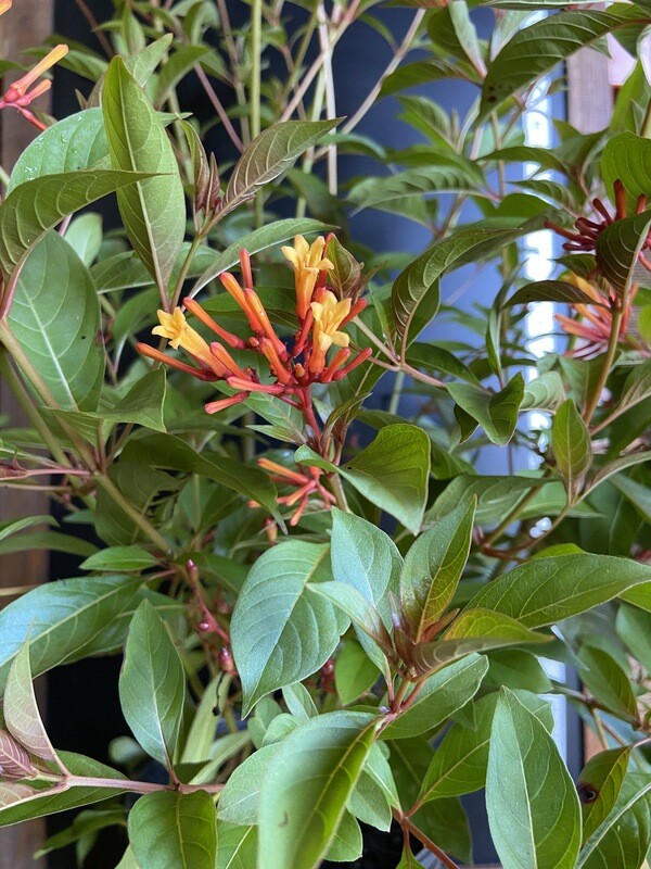 Firebush (Hamelia patens) 3G