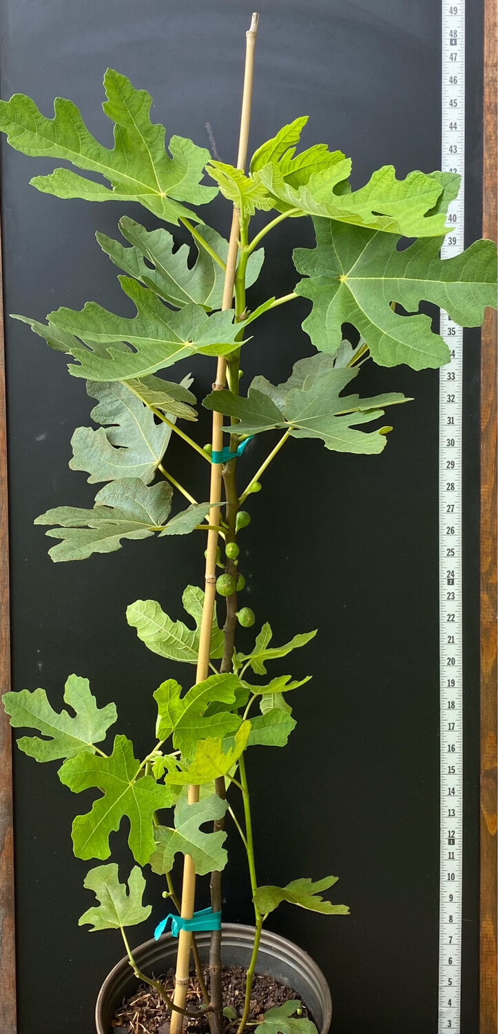 Fig - Fignomenal (Ficus carica) 3G