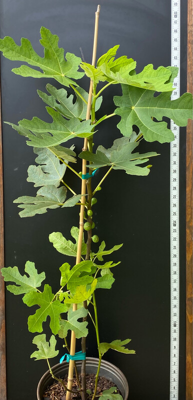Fig - Fignomenal (Ficus carica) 3G