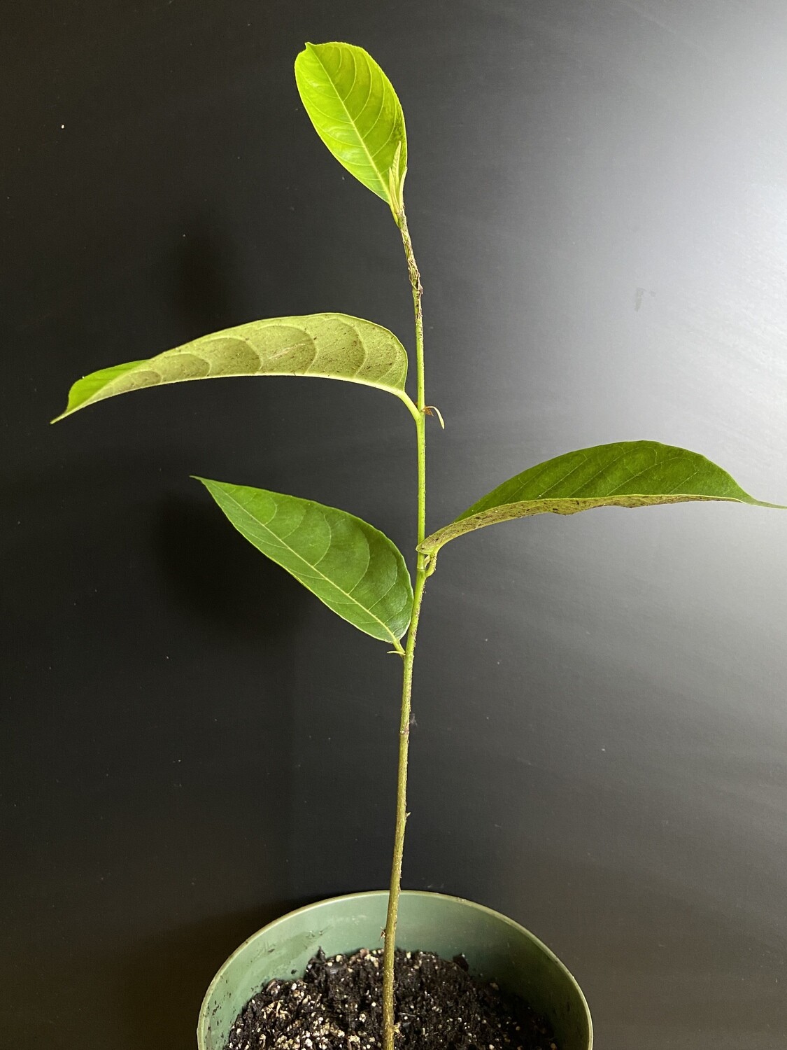 Jackfruit - Cochin (Artocarpus heterophyllus) 1G