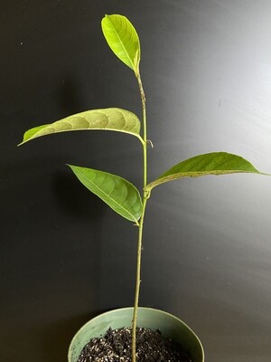 Jackfruit - Cochin (Artocarpus heterophyllus) 1G