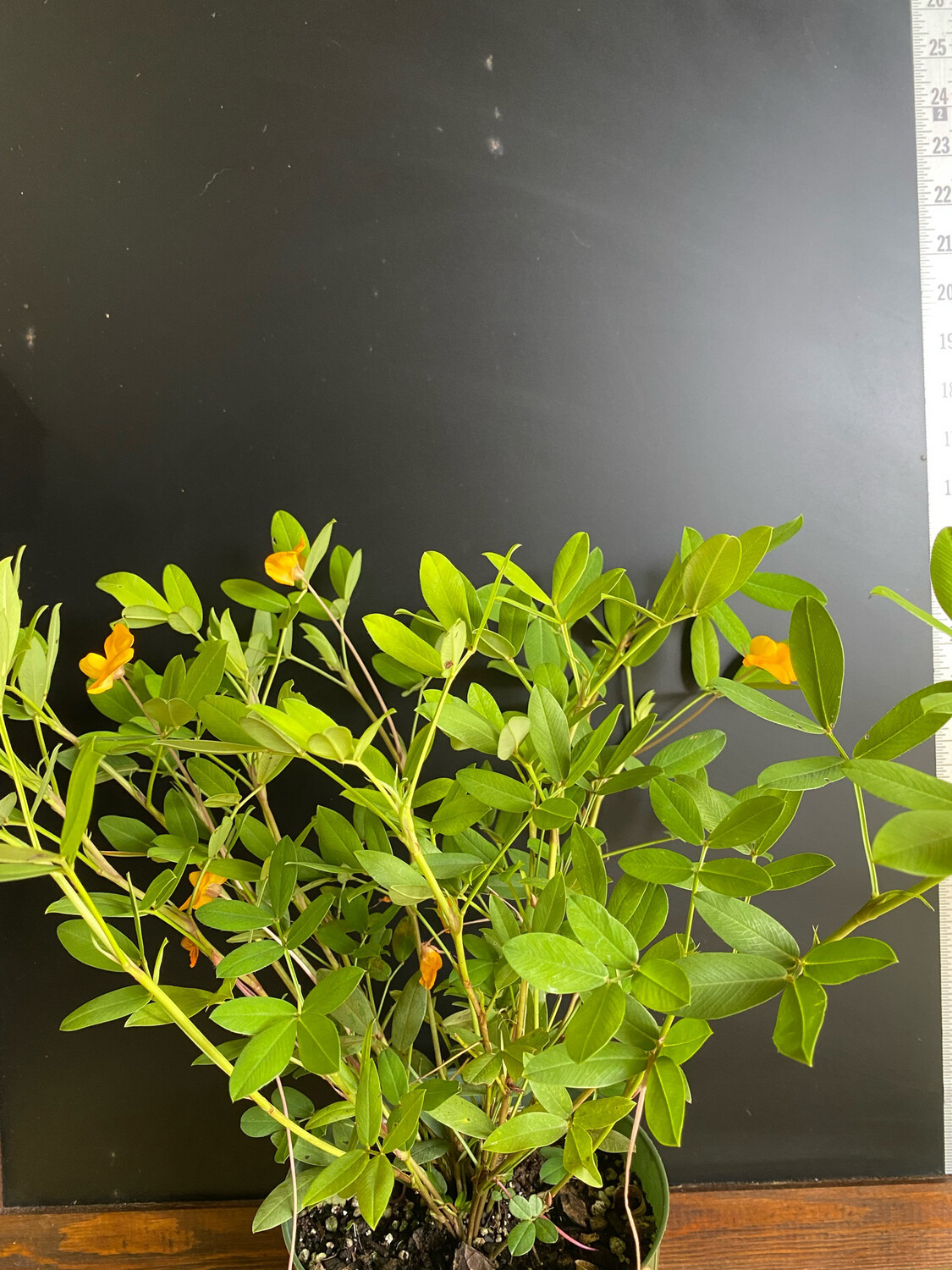 Perennial Peanut - Orange (Arachis glabrata) 1G