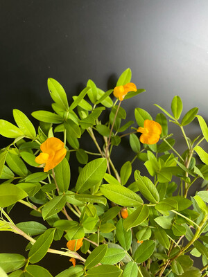 Perennial Peanut - Orange (Arachis glabrata) 1G