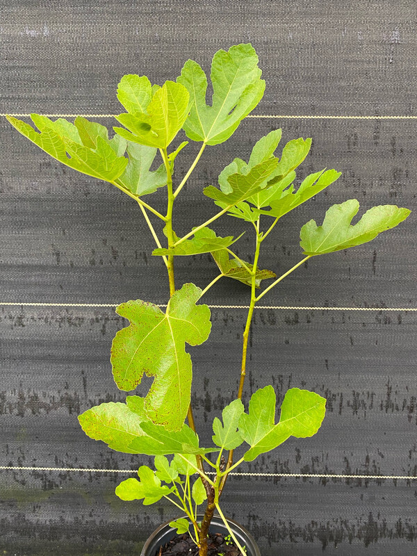 Fig - Ischia (Fica carica) 1G