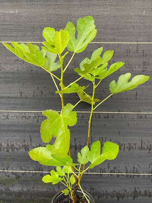 Fig - Ischia (Fica carica) 1G