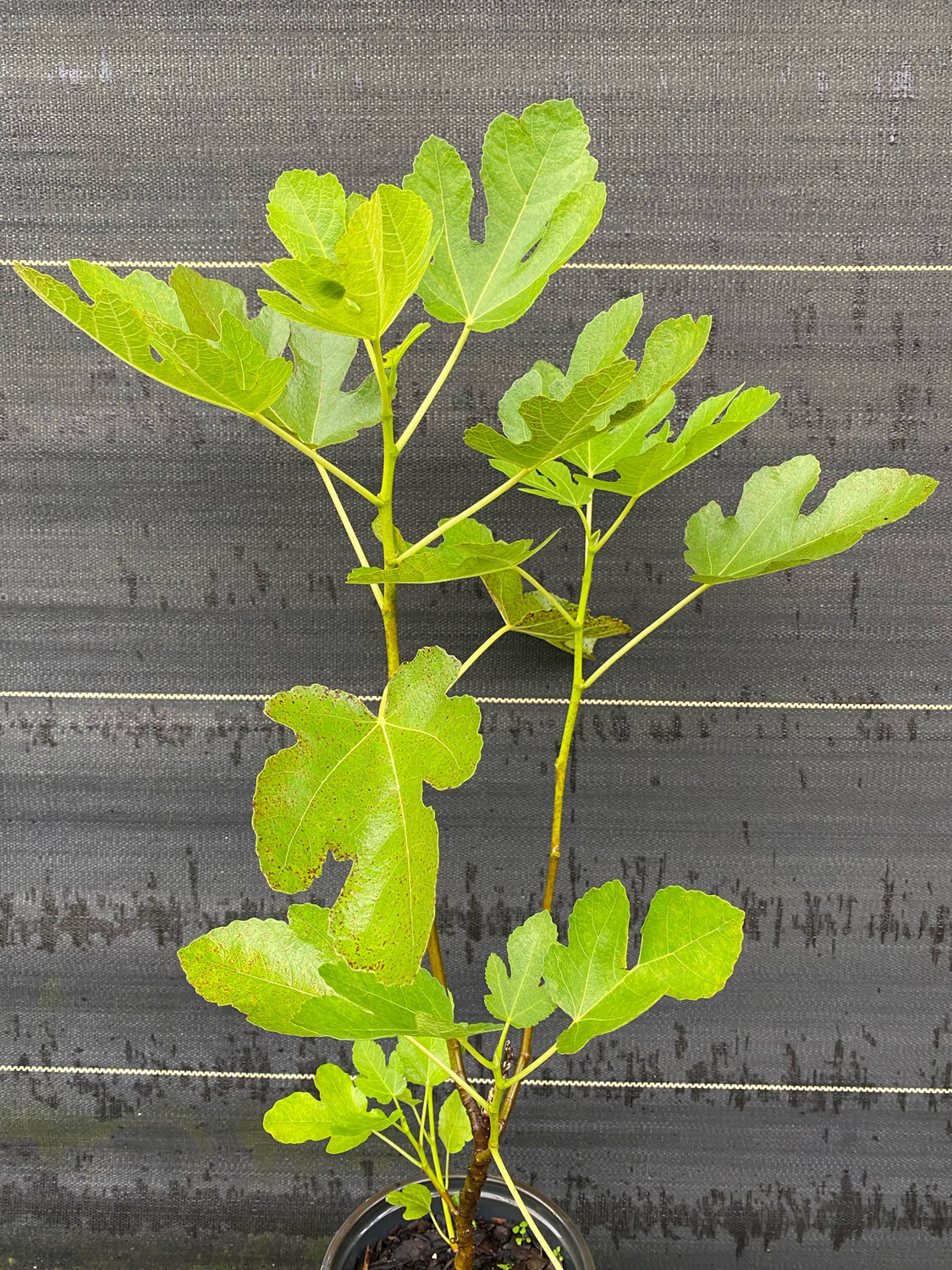 Fig - Ischia (Fica carica) 1G
