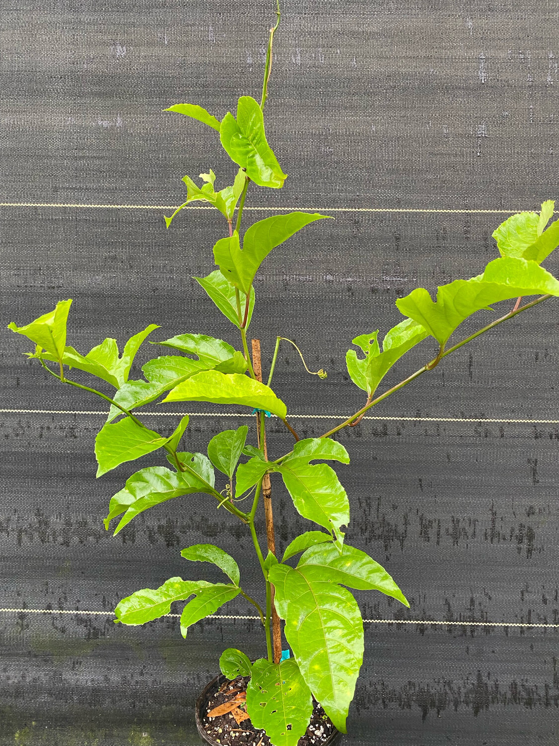 Passionfruit, &#39;Purple Possom&#39; (Passiflora edulis) 1G