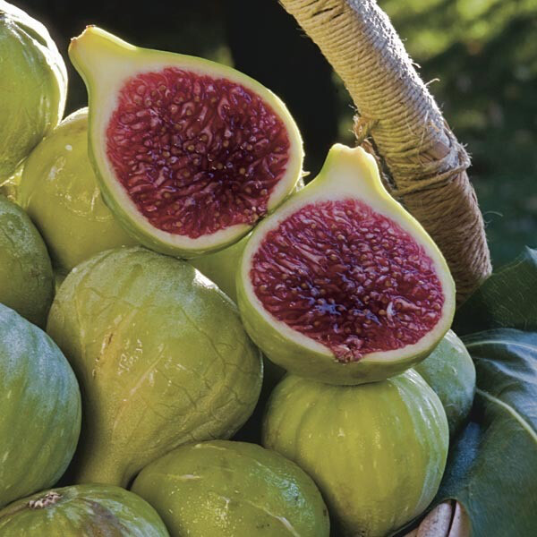 Fig - Ischia (Fica carica) 1G