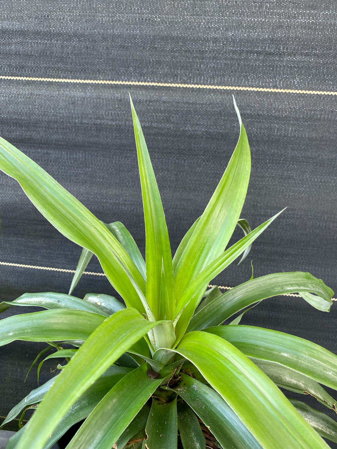 White Jade Pineapple Taste Paradise! 🍍 Buy Now