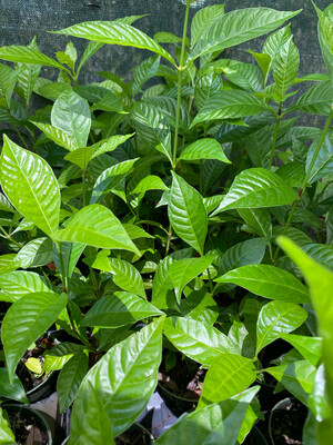 Coffee - Native (Psychotria nervosa) 4"