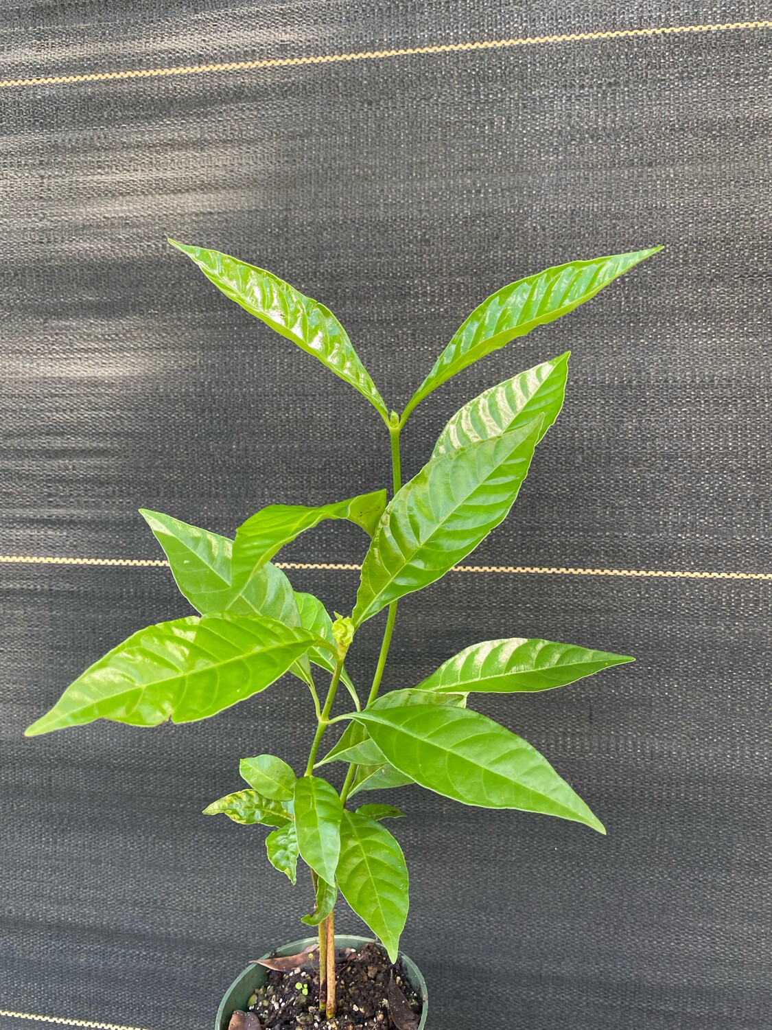 🌿 Wild Coffee Plant | Authentic Native Florida Flora | GreenDreams 🌱