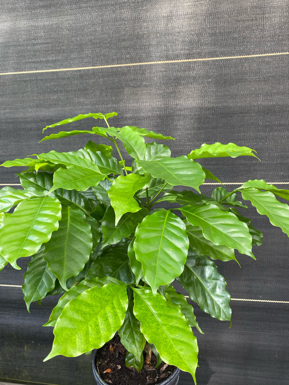 Coffee (Coffea arabica) 1G