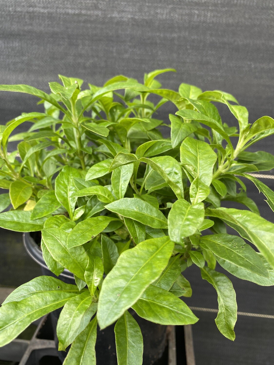 Spinach - Long Leaf Sissoo (Alternanthera sissoo) 1G