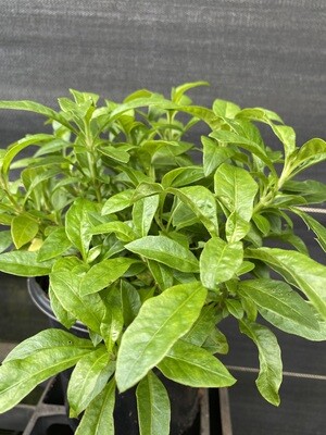Spinach - Long Leaf Sissoo (Alternanthera sissoo) 1G