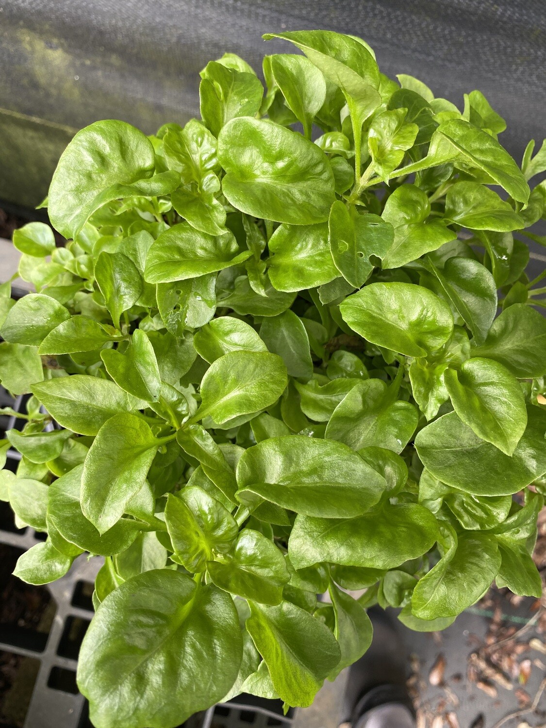 Spinach - Sissoo (Alternanthera sissoo) 1G