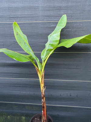 Banana - Grand Nain (Musa acuminata) 2G